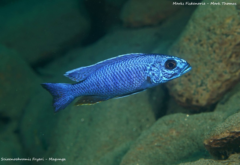 Sciaenochromis fryeri 'Magunga'